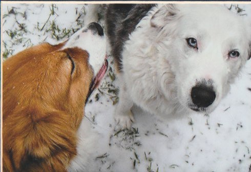 My most recent dogs, Blue and Penny in the snow