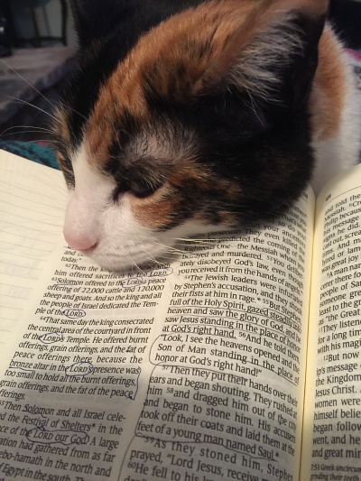 Cat reading the bible small